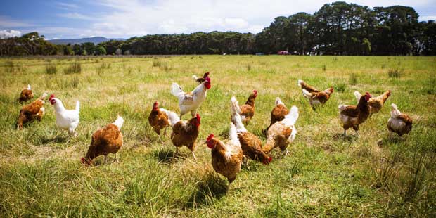 poules pondeuses