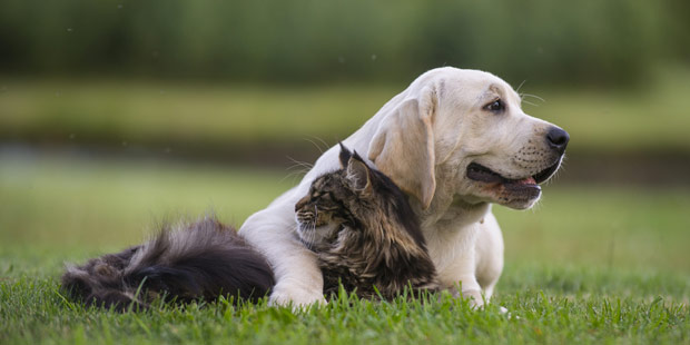 Animaux de compagnie : des dépenses en hausse aux Etats-Unis