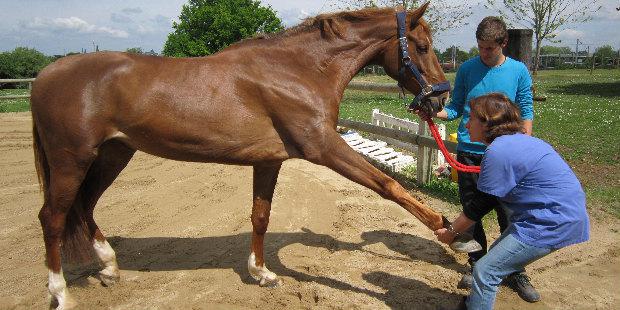 Séance d'ostéopathie chez un cheval