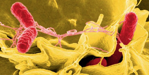 Invasion d'une cellule immunitaire par des Salmonelles vue par microscopie électronique à balayage