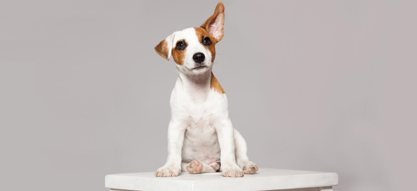 Un chien sur une table