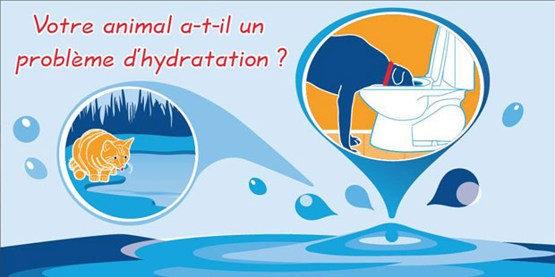 Hydratation de l'animal de compagnie