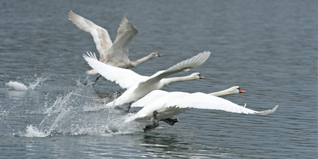 des cygnes en vol