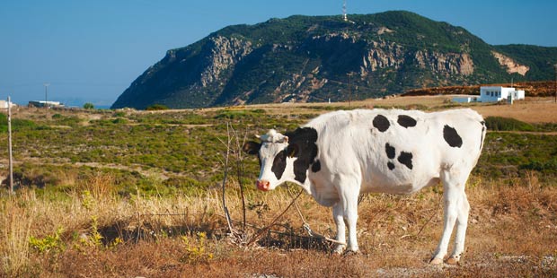 Faible risque de dermatose nodulaire contagieuse des bovins en France.