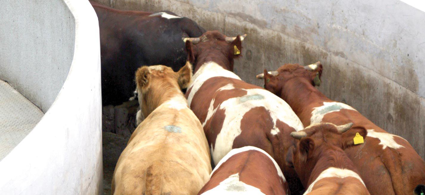 Des vaches allant à l’abattoir