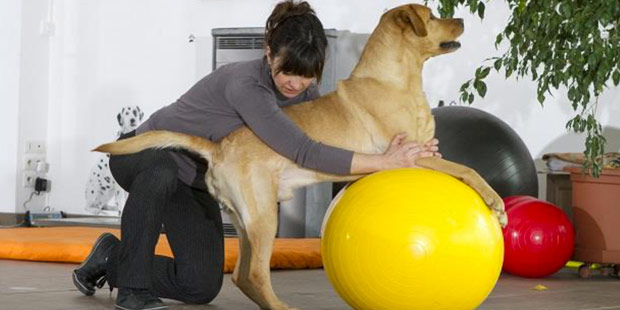 chien en séance de physiothérapie