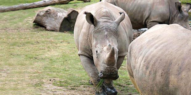 Un rhinocéros dans un zoo