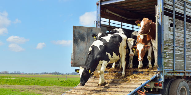 transport vache