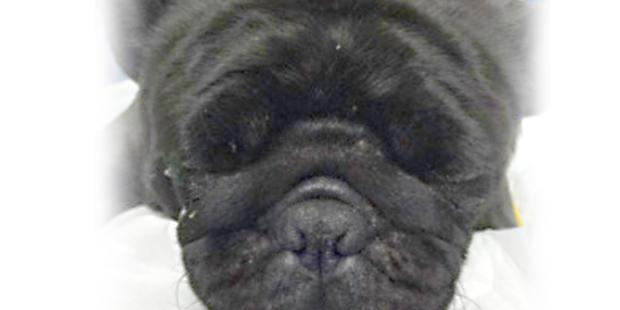 chien brachycephale