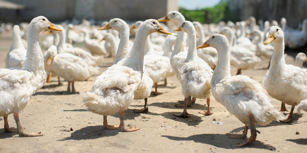 des canards blancs 