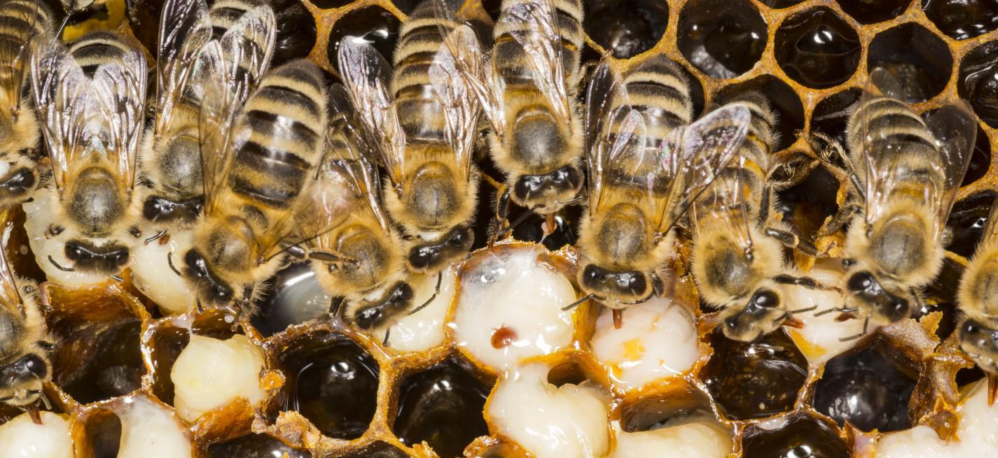 abeilles varroa