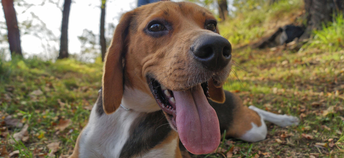 chien de laboratoire adopté grâce au Graal