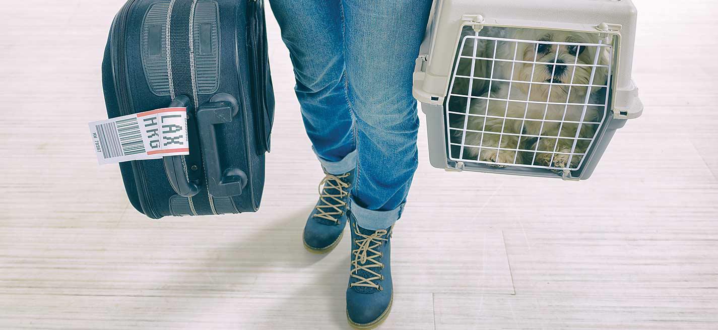 Départ en voyage dans un aéroport d’un monsieur avec son chien