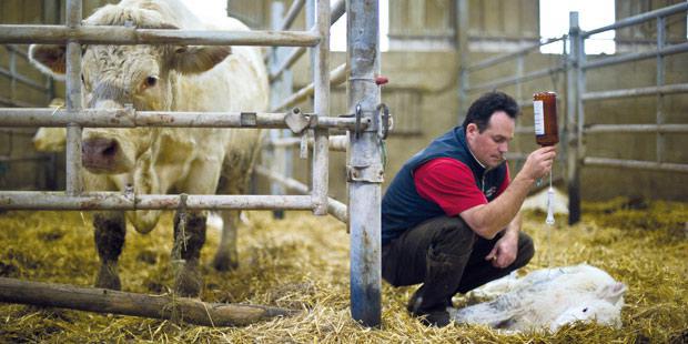 Vétérinaire administrant un antibiotique à un veau