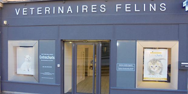 Une clinique dédiée aux félins