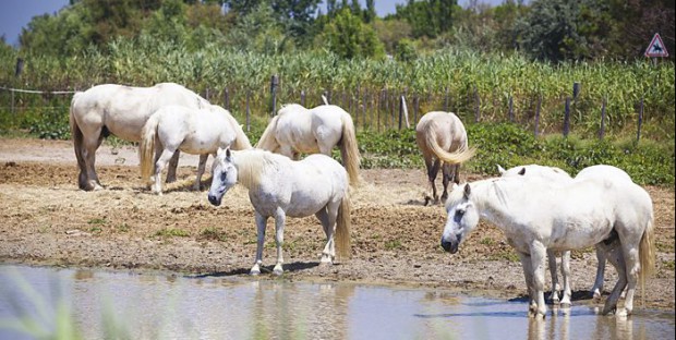 chevaux en camargue