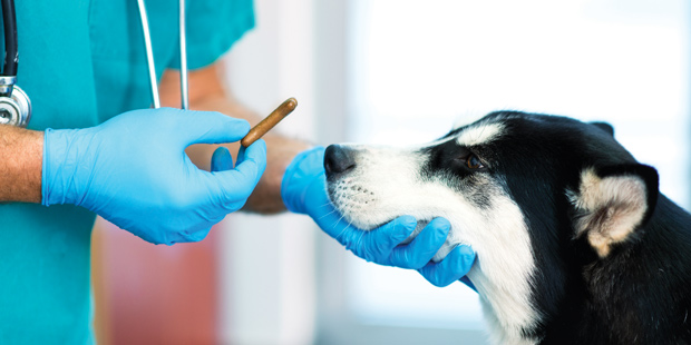 Un vétérinaire donnant un médicament à un chien