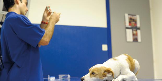 Injection du vaccin de la rage sur un chien