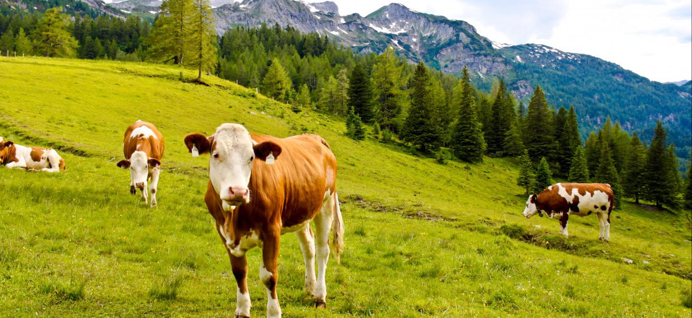 vache montagne