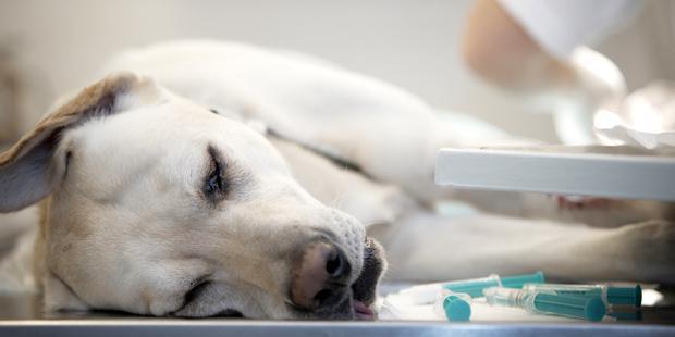 Chien allongé avec des seringues à coté de lui chez un vétérinaire