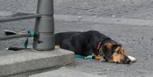 Un chien couché attaché à une rambarde dans la rue