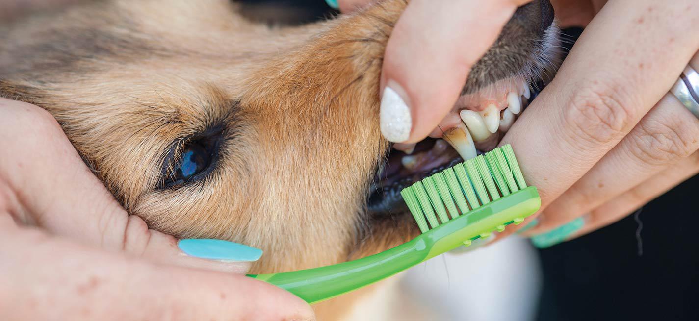 Brossage de dents d'un chien