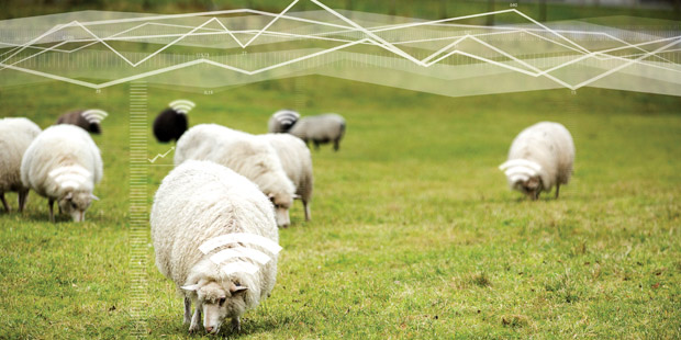 Moutons connectés dans un pré