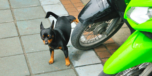 Chien qui urine sur une moto