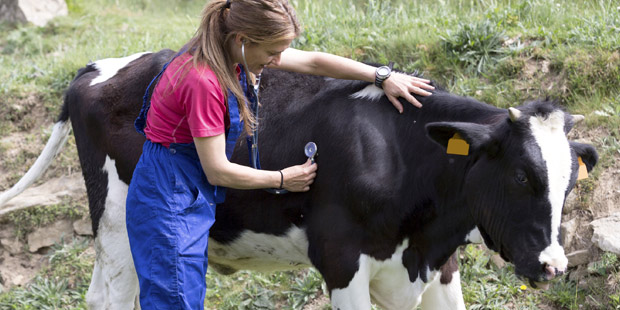 Santé animale 