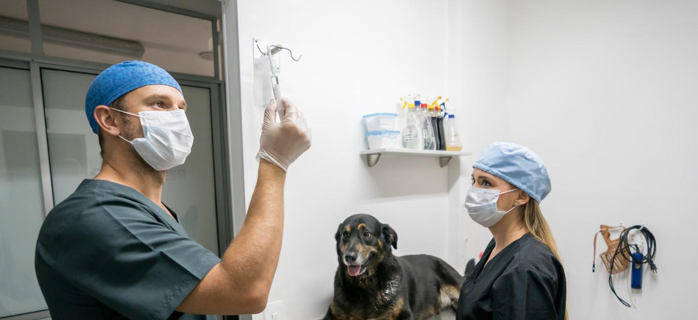 Vétérinaire avec un masque