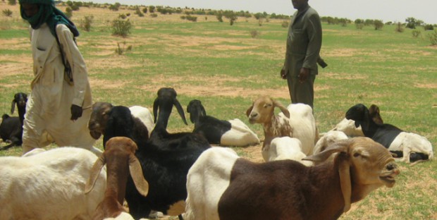 Troupeau de petits ruminants