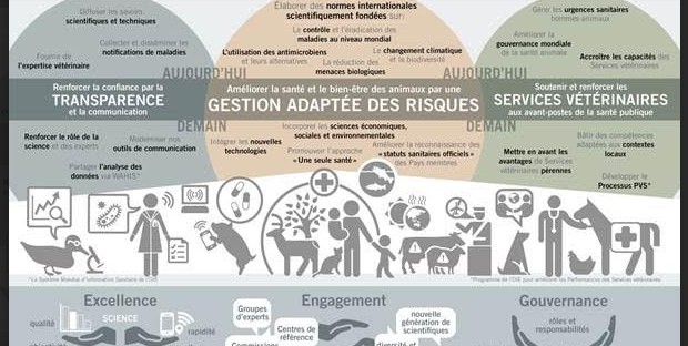 Infographie du 6e plan stratégique de l'OIE