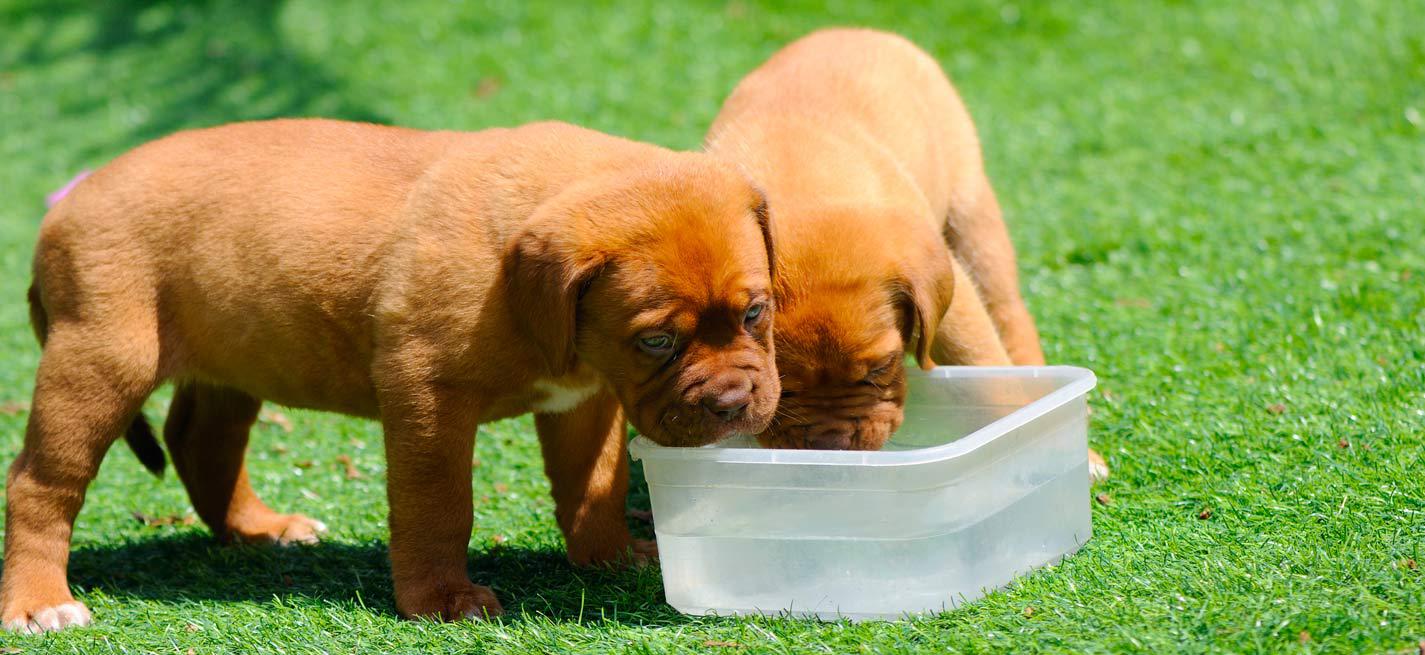 Chiots dogue de Bordeaux