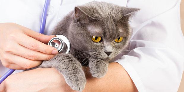 Chat stéthoscope