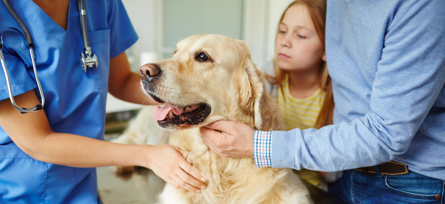 Salle de consultation canine