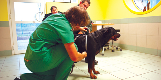 Vétérinaire évaluant un chien