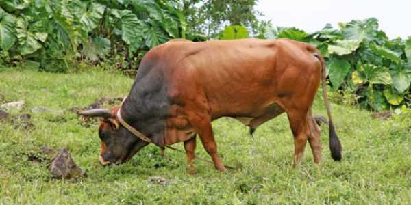 Les animaux en climat tropical