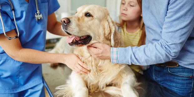 Consultation d'un vétérinaire avec un chien