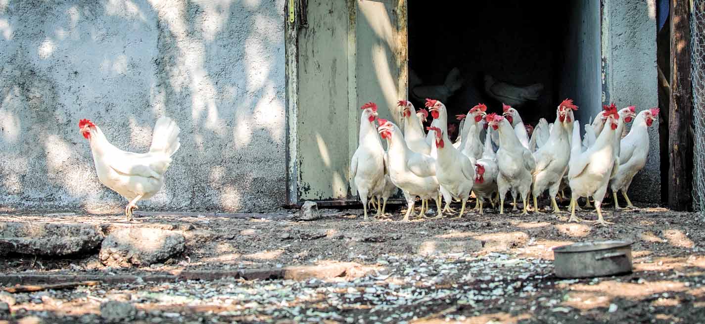 poules