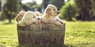 Chiots dans une bassine