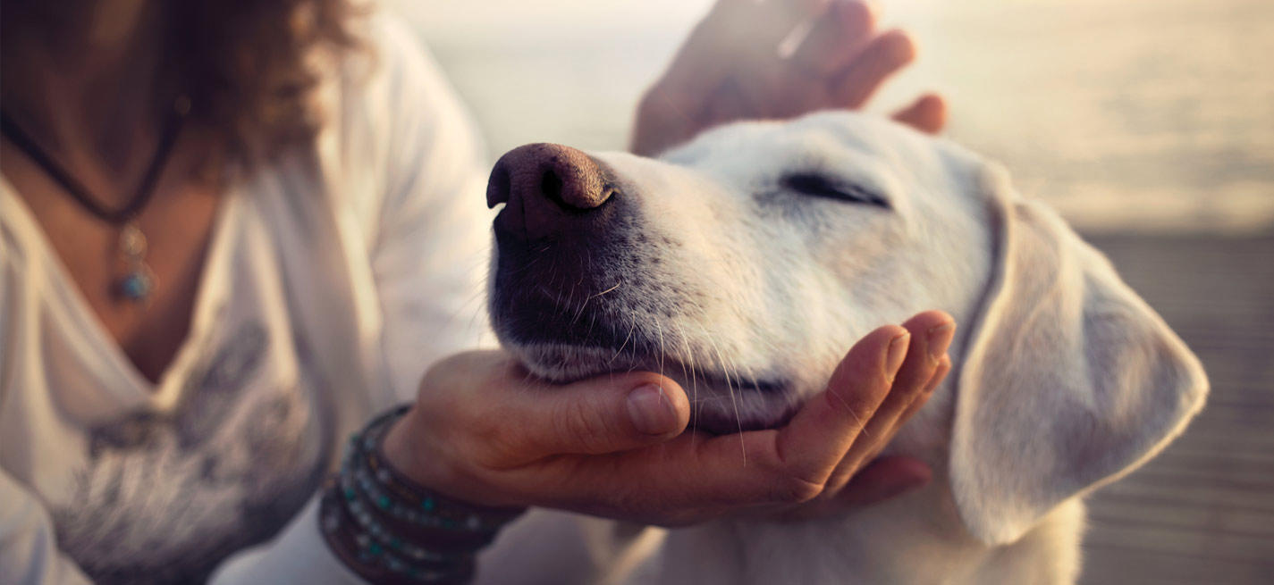 une dame caressant son chien