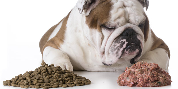 Différents types d'aliments pour chien