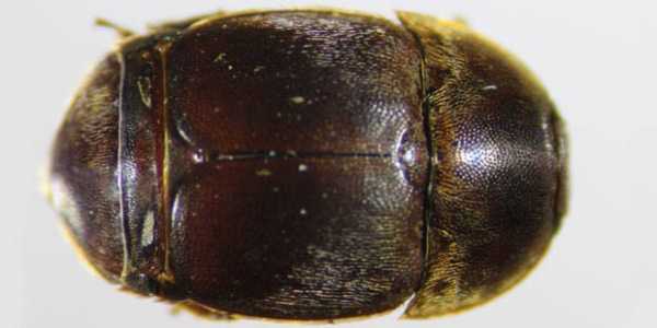 Aethina tumida 