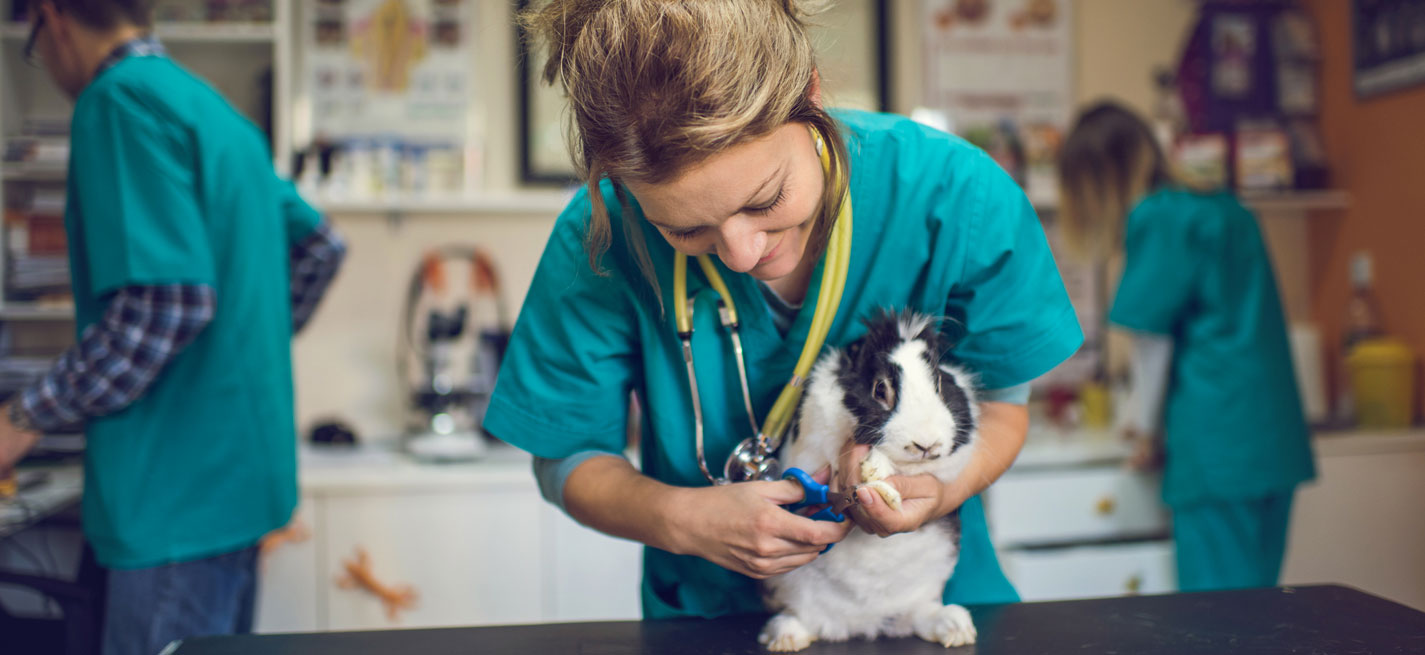 Un cabinet vétérinaire pour animaux de compagnie