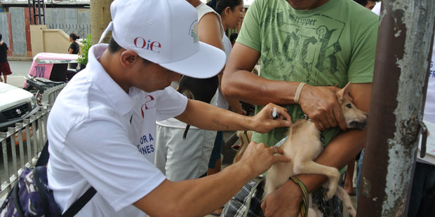 vaccination contre la rage d'un chien errant