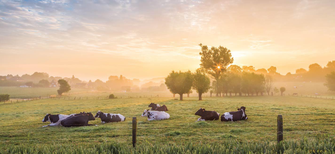 Des vaches dans un pré 