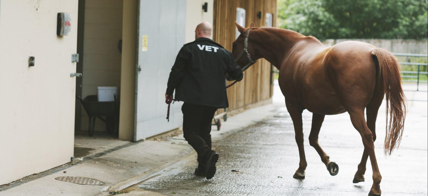 vétérinaire et cheval