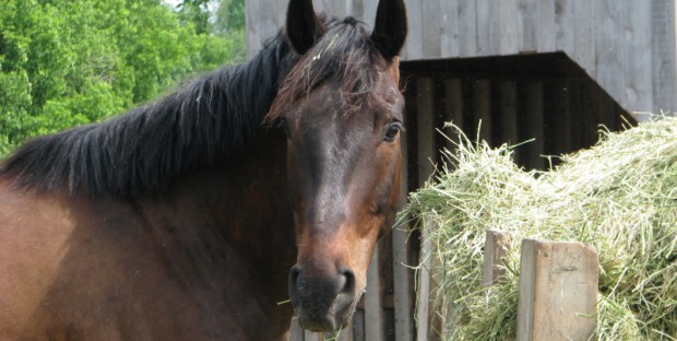 Cheval mangeant du foin