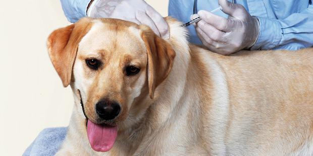 vaccination chien