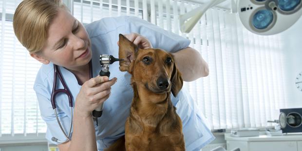 Un vétérinaire ausculte l'oreille d'un chien.